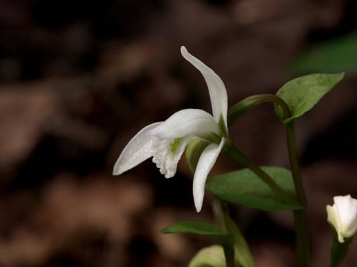 image of Triphora trianthophoros var. trianthophoros, Three Birds Orchid, Nodding Pogonia, Nodding Ettercap