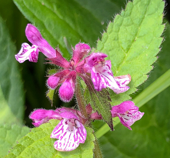 image of Stachys clingmanii, Clingman's Hedgenettle