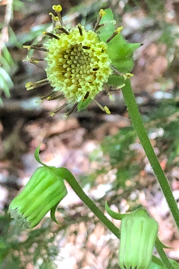 image of Rugelia nudicaulis, Rugel's Ragwort, Rugelia, Rugel's Indian-plantain