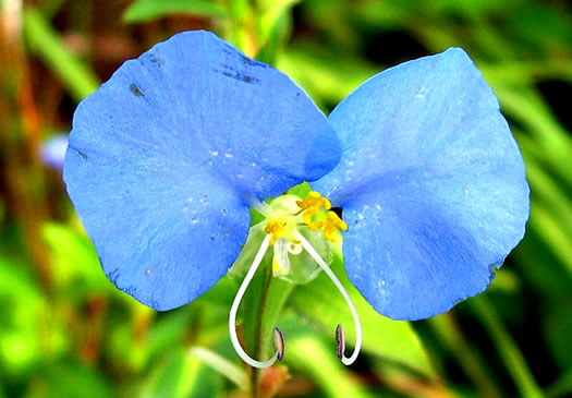 image of Commelina erecta var. erecta, Erect Dayflower, Slender Dayflower