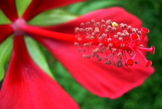 image of Hibiscus coccineus, Scarlet Rosemallow, Scarlet Hibiscus, Swamp Mallow