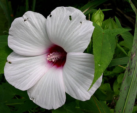 image of Hibiscus laevis, Halberdleaf Rosemallow, Rose Hibiscus, Smooth Rosemallow, Showy Hibiscus