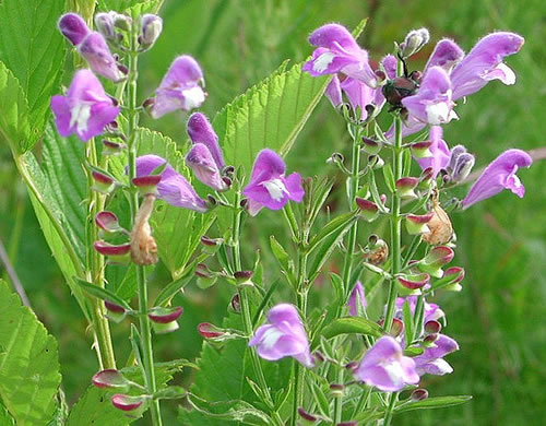 image of Scutellaria integrifolia, Hyssop Skullcap, Narrowleaf Skullcap