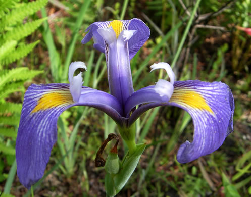 image of Iris tridentata, Bay Blue-flag Iris, Flag, Savannah Iris