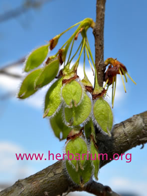 image of Ulmus americana var. americana, American Elm, White Elm