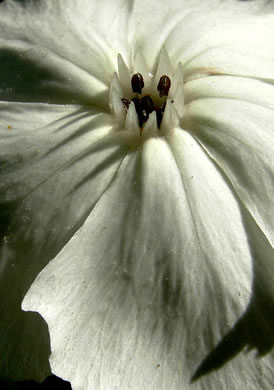 image of Silene coronaria, Rose Campion, Mullein-pink