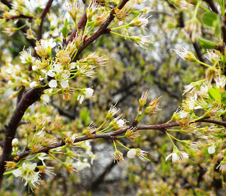 image of Prunus angustifolia, Chickasaw Plum, Sandhill Plum, Florida Sand Plum, Sand Plum