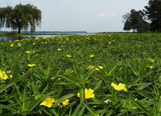 image of Ludwigia hexapetala, Common Water-primrose