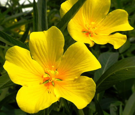 image of Ludwigia hexapetala, Common Water-primrose