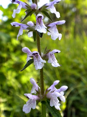 image of Stachys aspera, Roughleaf Hedgenettle, Rough Hedgenettle