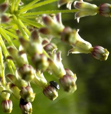 image of Asclepias longifolia, Longleaf Milkweed, Savanna Milkweed