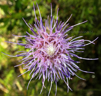 image of Cirsium virginianum, Virginia Thistle