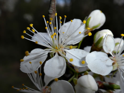 image of Prunus americana, American Wild Plum, Wild Plum