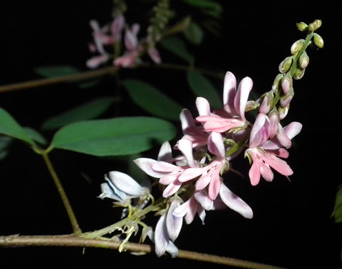 image of Indigofera suffruticosa, West Indian Indigo