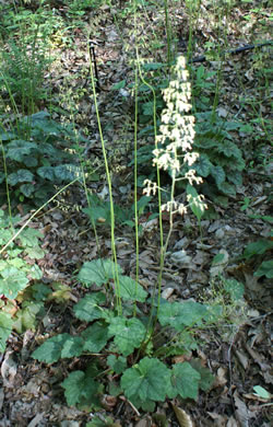 image of Heuchera americana, American Alumroot