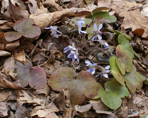 Hepatica americana, Round-lobed Hepatica, Round-lobed Liverleaf