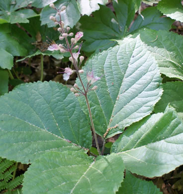 image of Collinsonia verticillata, Whorled Horsebalm