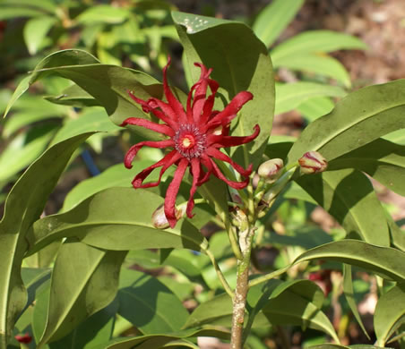 image of Illicium floridanum, Florida Star-anise, Florida Anise-tree, Stinkbush