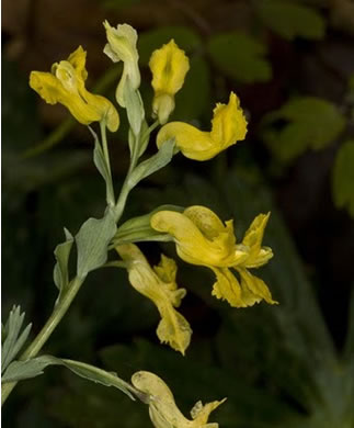 image of Corydalis flavula, Yellow Fumitory, Yellow Harlequin, Short-spurred Corydalis, Yellow Fumewort