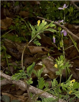 image of Corydalis flavula, Yellow Fumitory, Yellow Harlequin, Short-spurred Corydalis, Yellow Fumewort