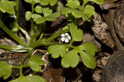 Nemophila aphylla, Baby Blue Eyes, Small-flower Baby-blue-eyes, White Nemophila, Eastern Baby-blue-eyes