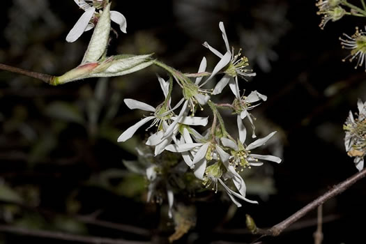 image of Amelanchier arborea, Downy Serviceberry, Sarvisberry