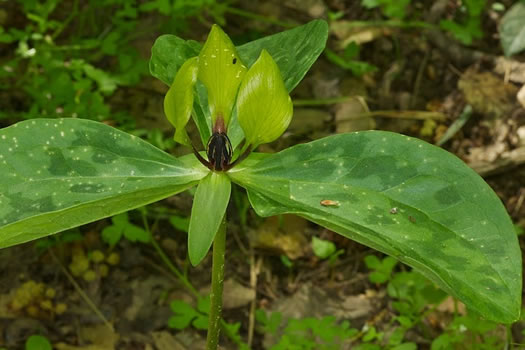 image of Trillium oostingii, Wateree River Trillium