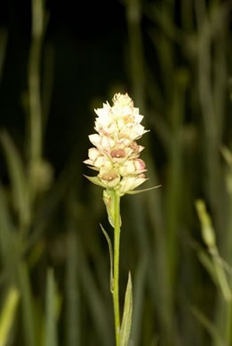 image of Ludwigia suffruticosa, Shrubby Seedbox