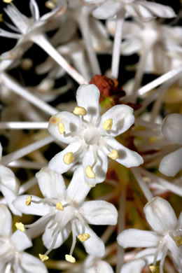 image of Amianthium muscitoxicum, Fly-poison