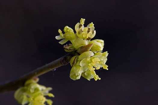 Lindera benzoin, Northern Spicebush, Wild Allspice