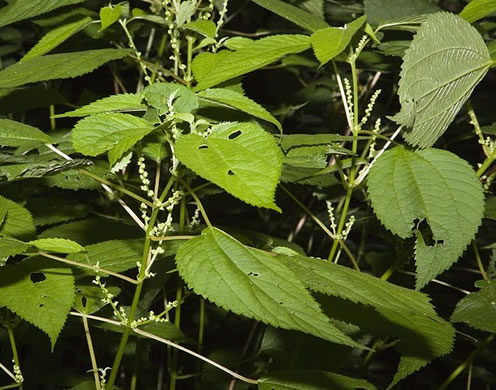 Boehmeria cylindrica, False Nettle, Swamp-nettle