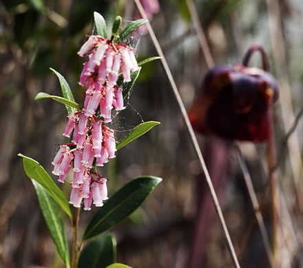 image of Lyonia lucida, Shining Fetterbush, Lyonia, Hemleaf