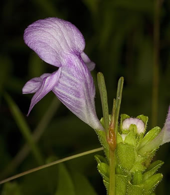 image of Macbridea caroliniana, Carolina Birds-in-a-nest, Carolina Macbridea, Carolina Bogmint