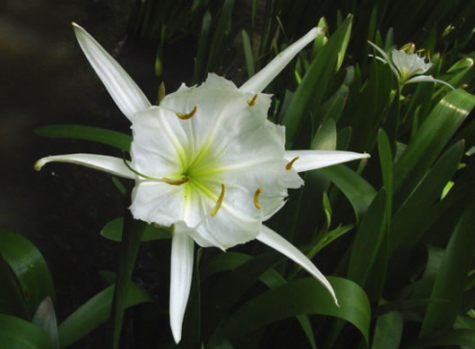 image of Hymenocallis coronaria, Rocky-shoals Spiderlily, Catawba Spiderlily, Carolina Spiderlily, Cahaba Lily