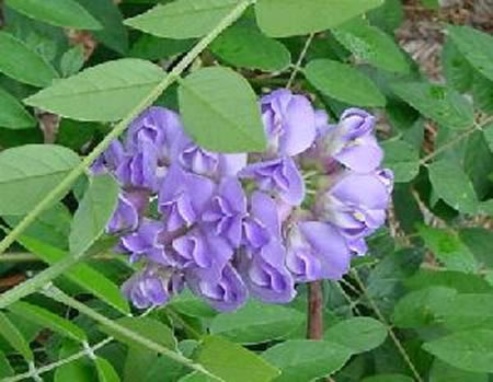 image of Wisteria frutescens var. frutescens, American Wisteria, Swamp Wisteria, Atlantic Wisteria