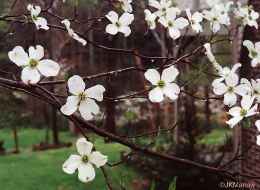 image of Benthamidia florida, Flowering Dogwood