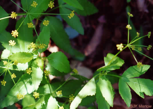 image of Thaspium trifoliatum var. aureum, Yellow Meadow-parsnip, Woodland Parsnip