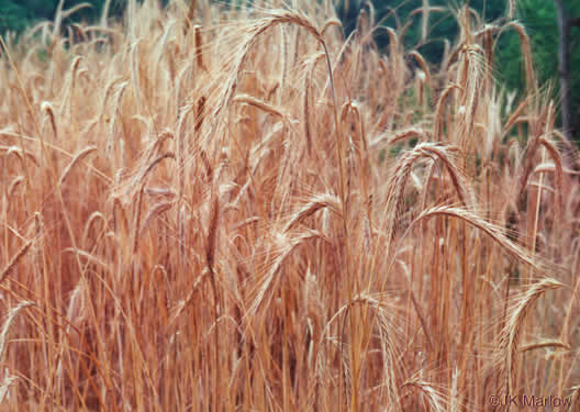 image of Secale cereale, Cereal Rye, Cultivated Rye