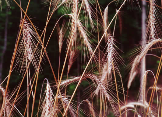 Secale cereale, Cereal Rye, Cultivated Rye