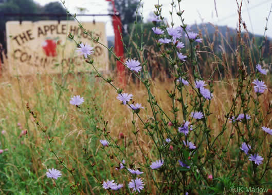 image of Cichorium intybus, Chicory, Blue-sailors, Succory