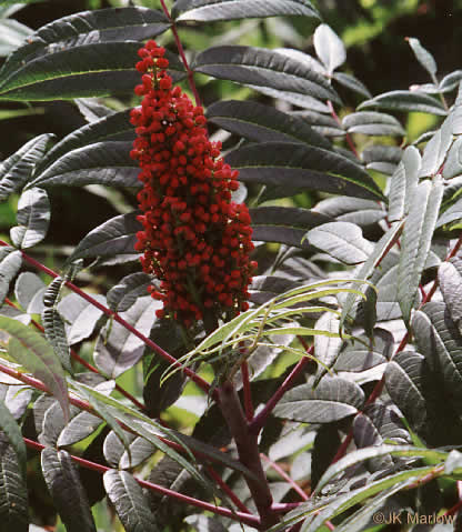 image of Rhus glabra, Smooth Sumac, Common Sumac