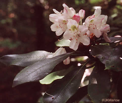 image of Rhododendron maximum, Rosebay Rhododendron, Great Laurel, White Rosebay, Great Rhododendron