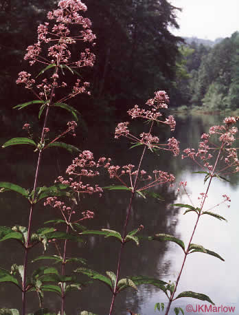 image of Eutrochium fistulosum, Hollow-stem Joe-pye-weed