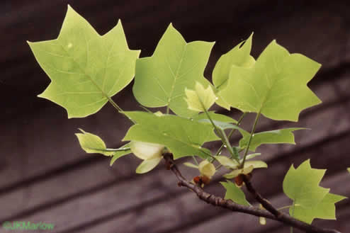 image of Liriodendron tulipifera var. tulipifera, Tulip-tree, Yellow Poplar, Whitewood