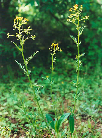 image of Packera anonyma, Small's Ragwort, Squaw-weed, Appalachian Ragwort