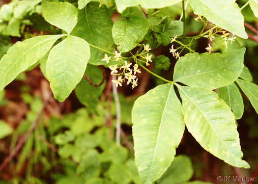 image of Ptelea trifoliata, Wafer-ash, Hoptree