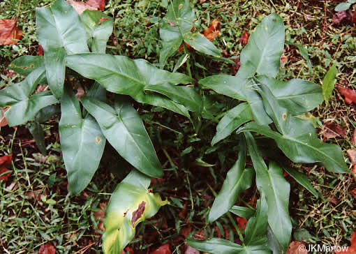 image of Peltandra virginica, Green Arrow-arum, Tuckahoe