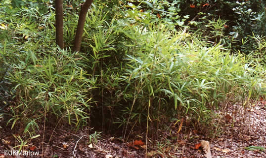 image of Arundinaria gigantea, River Cane, Giant Cane