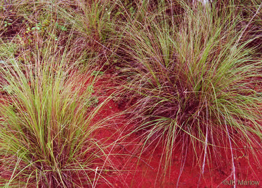 image of Eragrostis curvula, Weeping Lovegrass