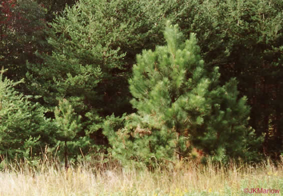 image of Pinus taeda, Loblolly Pine, Old Field Pine